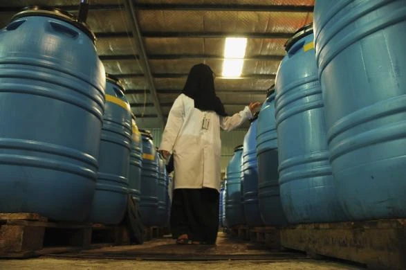 Quy trình thu hoạch và chế biến dầu Ô liu ảnh 17