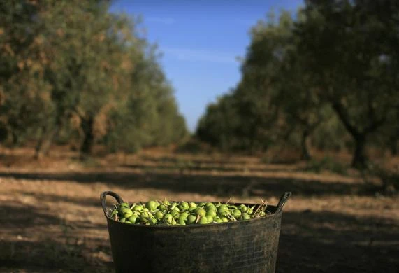 Quy trình thu hoạch và chế biến dầu Ô liu ảnh 10