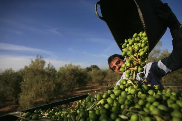 Quy trình thu hoạch và chế biến dầu Ô liu ảnh 8