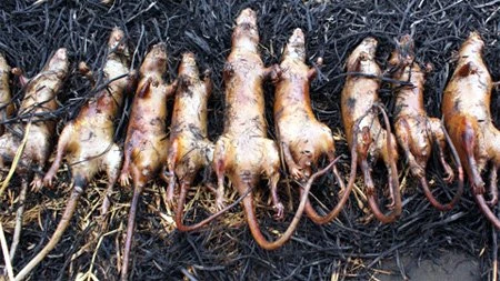 Cầu-Giẽ-Ninh-Bình, chuột-đồng, thịt-chuột, cao-tốc, đặc-sản, dân-dã, hun-khói, chế-biến, Nam-Định