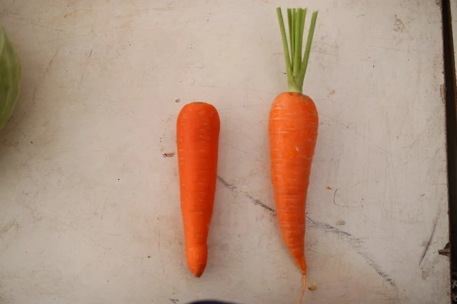 Cà rốt Trung Quốc thường không còn phần cuống do bảo quản đông lạnh dài ngày cuống đã bị thối phải cắt bỏ. Ảnh: MAI VINH