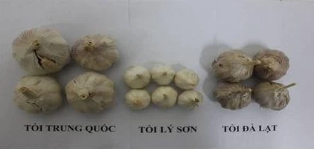 Hình dạng bên ngoài của Tỏi Trung Quốc, tỏi Lý Sơn và Tỏi Đà Lạt
