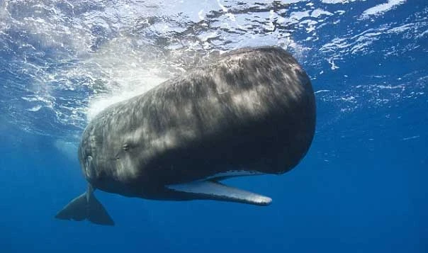 chất nôn, cá nhà táng, cá voi, chất kích dục