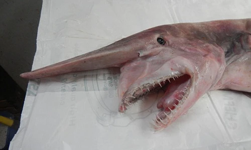 Phần đầu kỳ dị với chiếc mũi khoằm dài và giống mỏ chim. Ảnh: Ảnh: Merimbula News Weekly 254353D500000578-2936401-image-9740-2905