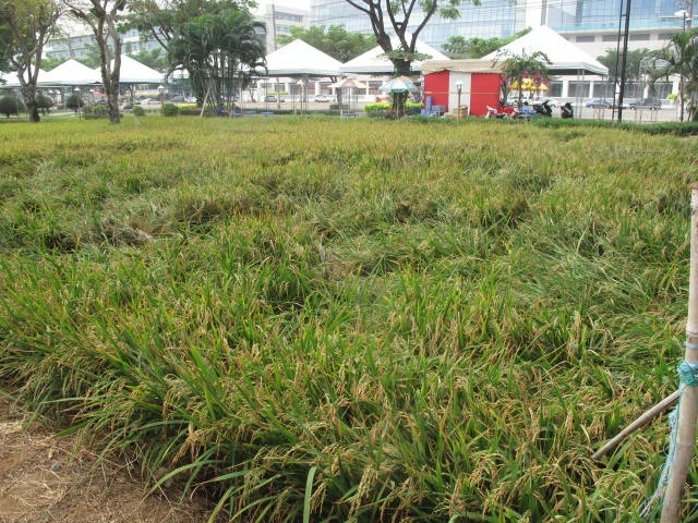 Ruộng lúa, nương ngô đổ bộ Phú Mỹ Hưng ảnh 4