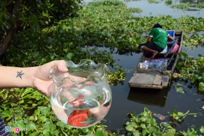 Bất lực nhìn cá chép bị chích điện khi vừa thả