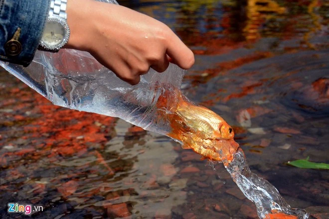 Bất lực nhìn cá chép bị chích điện khi vừa thả