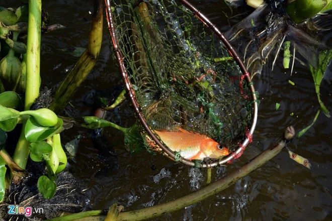 Bất lực nhìn cá chép bị chích điện khi vừa thả