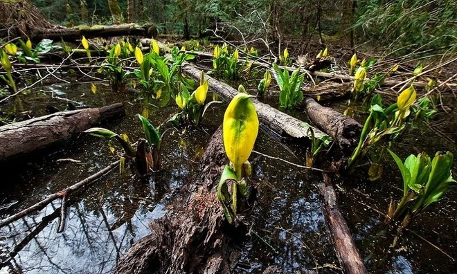 Loài cây sinh nhiệt làm tan băng tuyết ảnh 3