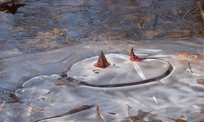 Loài cây sinh nhiệt làm tan băng tuyết ảnh 4