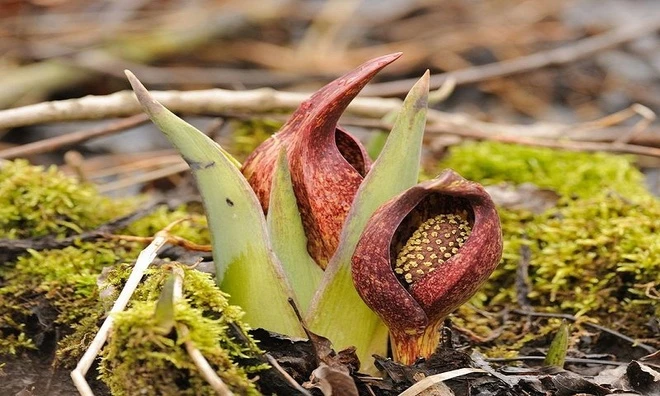 Loài cây sinh nhiệt làm tan băng tuyết ảnh 6