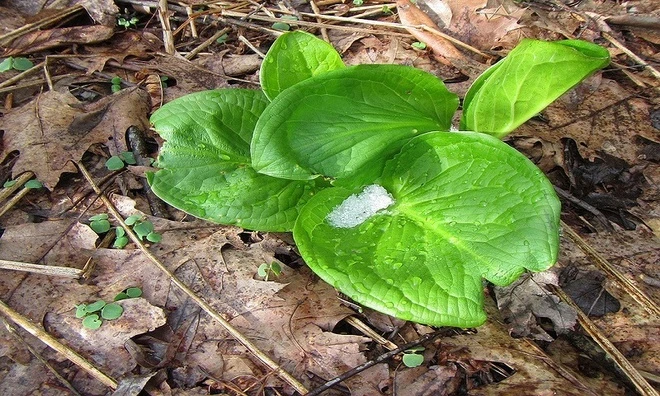 Loài cây sinh nhiệt làm tan băng tuyết ảnh 7
