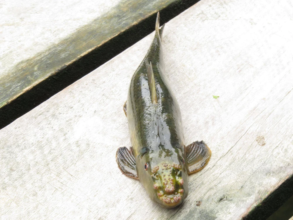 Vườn Quốc gia Yok Don mùa này có gì đẹp? ảnh 12