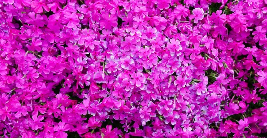 Cụ già trồng một đồi hoa để tặng người vợ mù ảnh 7