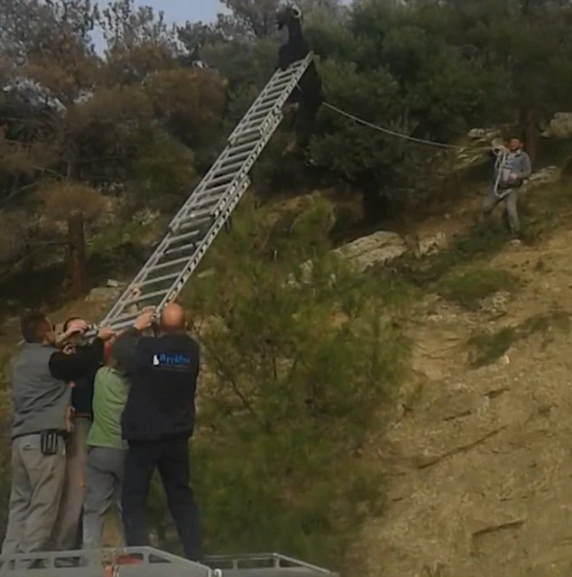 Giải cứu dê 'đi lạc' trên dây điện thoại ảnh 2