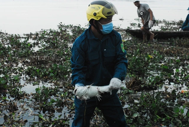 Chùm ảnh: Dân quân thu gom cá biển chết dạt vào bờ ảnh 4