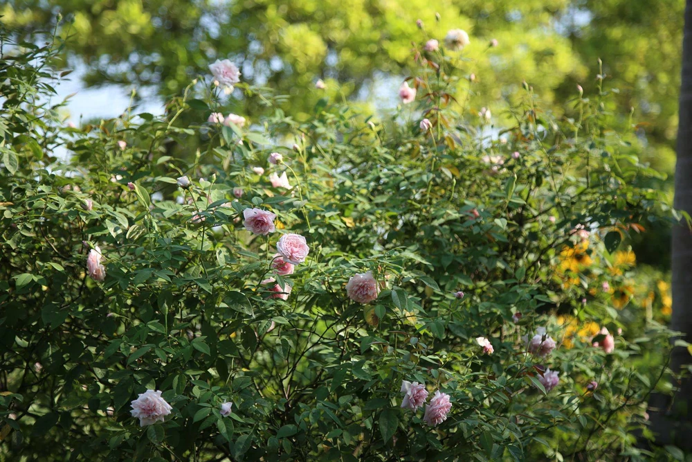 Ngắm khu vườn đẹp như mơ với hơn 100 loài hoa hồng ảnh 8