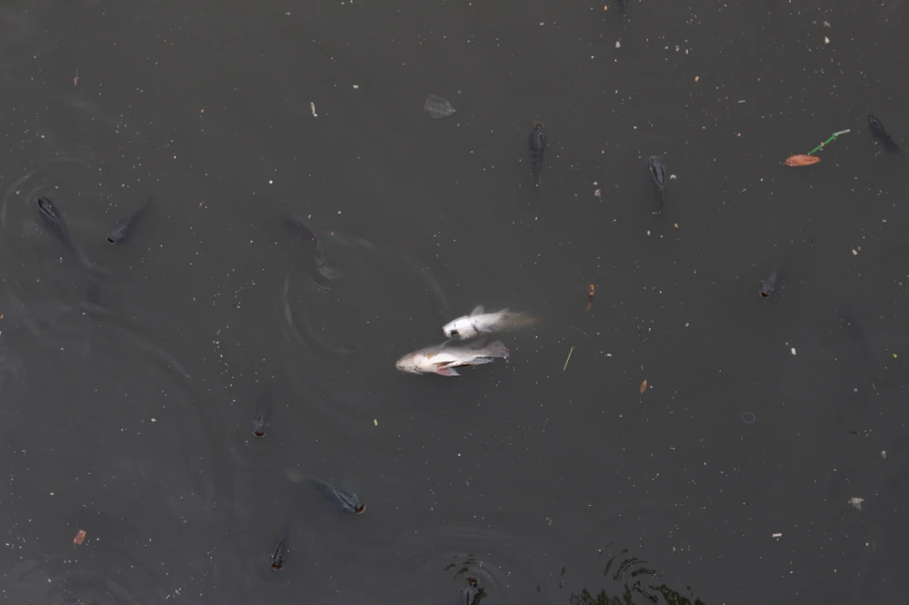 Cá lóp ngóp nổi lên hớp không khí trên kênh Nhiêu Lộc ảnh 2 Cá lóp ngóp nổi lên hớp không khí trên kênh Nhiêu Lộc ảnh 2