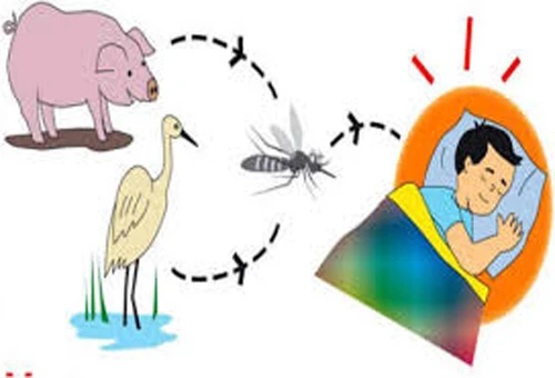 7 trẻ tử vong ở Cao Bằng nghi viêm não cấp ảnh 1