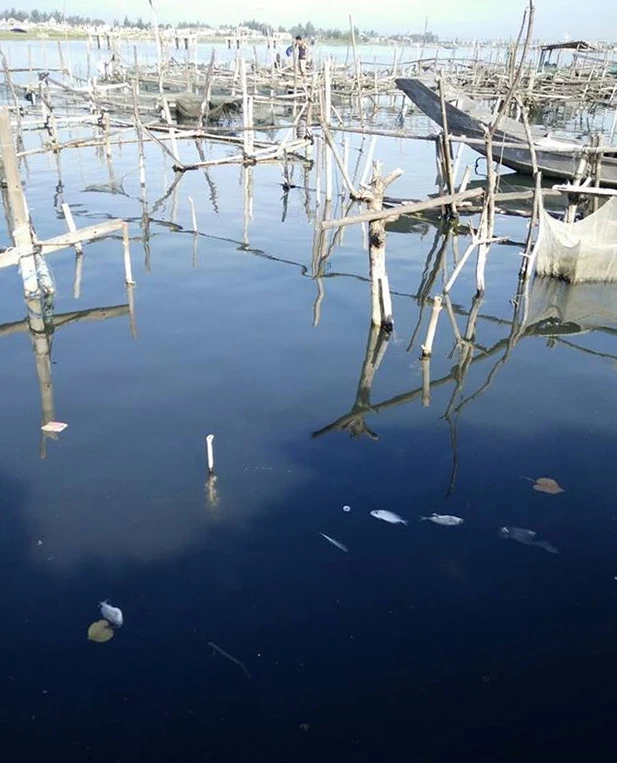 Ước tính ban đầu có khoảng 37 hộ nuôi cá lồng có hiện tượng cá chết
