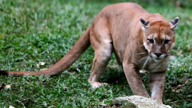 Một số con thú đã không có gì bỏ bụng trong suốt 2 tuần qua.