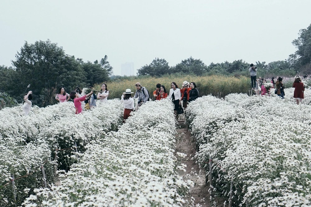 Năm nay, cúc hoạ mi được đặc biệt yêu thích. Vườn cúc lúc nào cũng đông người đến chụp ảnh.
