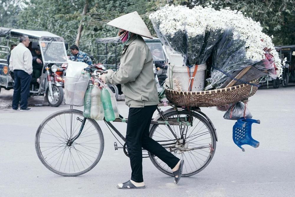 Trên phố phường Hà Nội, không khó để bắt gặp những xe chởcúc hoạ mi nhuư thế này