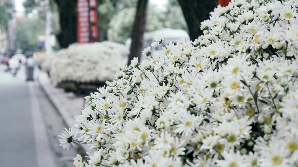 Chỉ còn ít ngày nữa thôi là mùa hoa này lại kết thúc. Và người dân thủ đô lại tiếp tục mong chờ đến mùa cúc hoạ mi năm sau.