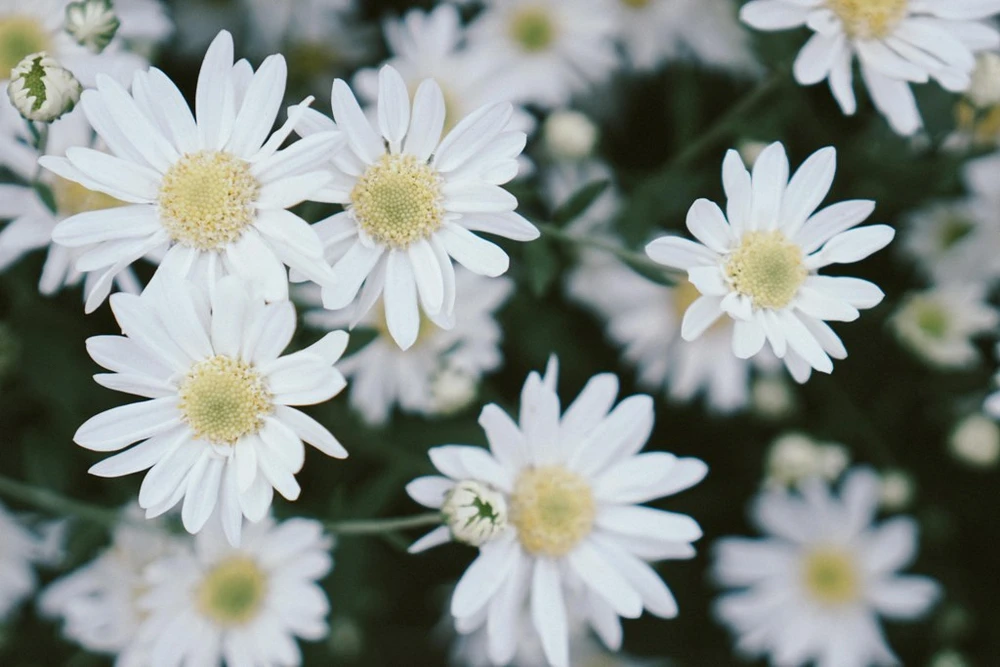 Cúc hoạ mi là loài hoa cúc nhỏ, nhị vàng, cánh trắng muốt.