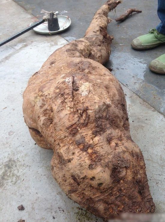 Đào được củ sắn khổng lồ có hình chân người ảnh 3