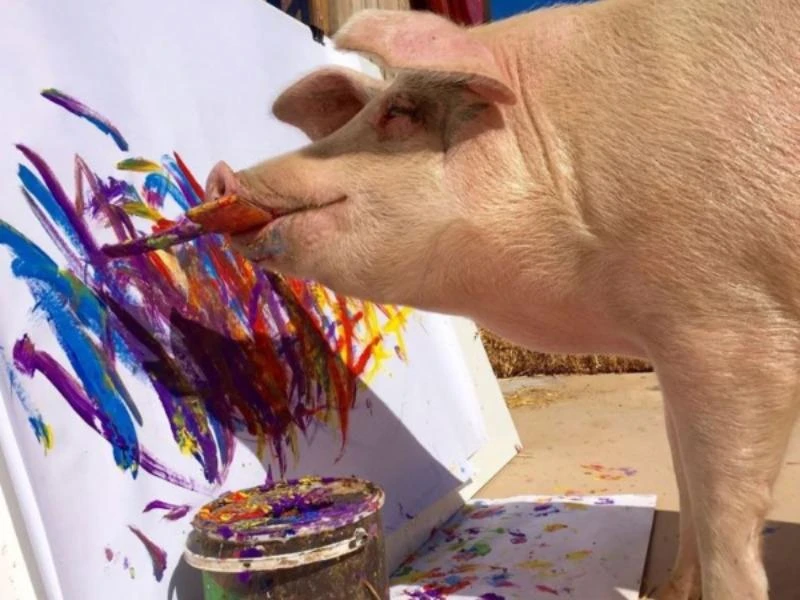 Choáng với triển lãm tranh cá nhân của... 1 chú lợn