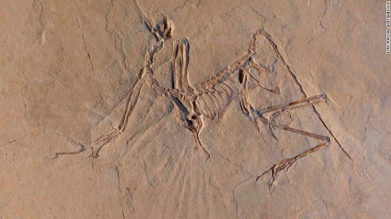 Giải mã bí ẩn loài chim cổ Archaeopteryx ảnh 1