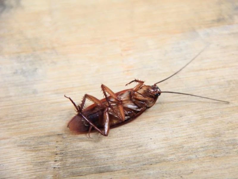 Kinh hoàng gián chui vào tai người làm ổ ảnh 1