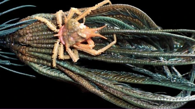 Phát hiện nhiều sinh vật biển kỳ dị ở vùng biển sâu Indonesia ảnh 3