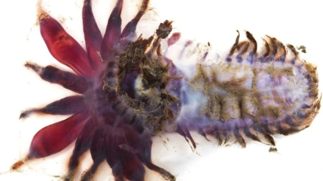 Phát hiện nhiều sinh vật biển kỳ dị ở vùng biển sâu Indonesia ảnh 5