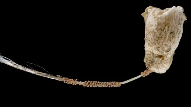 Phát hiện nhiều sinh vật biển kỳ dị ở vùng biển sâu Indonesia ảnh 8