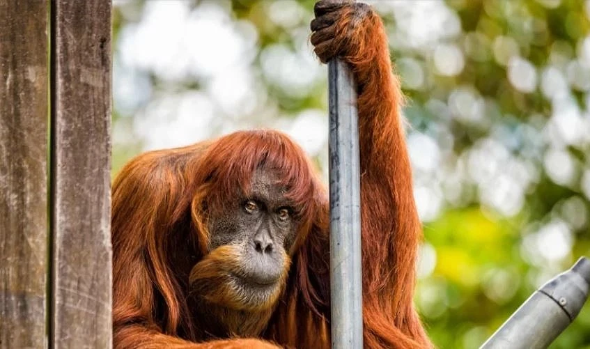 'Cụ' đười ươi thọ nhất thế giới vừa qua đời ảnh 1