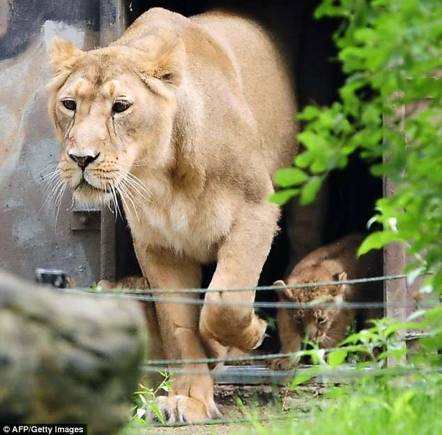 Sư tử sổng chuồng, khách tham quan tán loạn tìm nơi trốn ảnh 2
