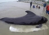 Cá voi chết ở bờ biển Thái Lan vì nuốt hơn 80 chiếc túi nylon