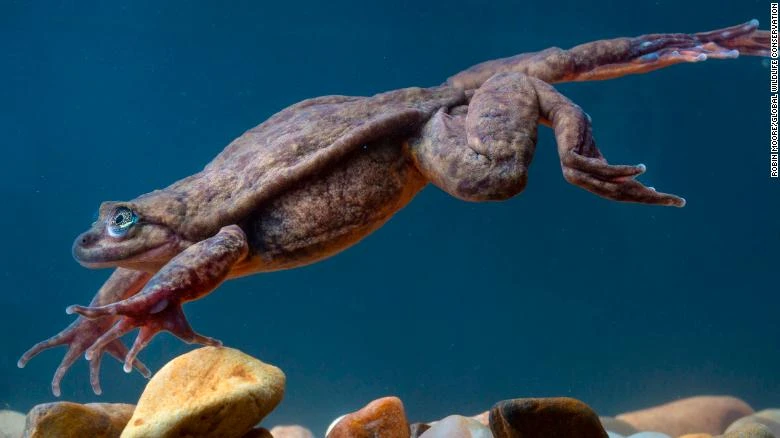 Chú ếch cô đơn 10 năm cuối cùng đã có bạn tình ảnh 1