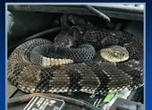 Hoảng hồn phát hiện rắn cực độc trong động cơ xe 