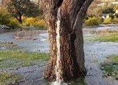 Kỳ lạ vòi nước phun ra từ thân cây
