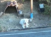Chủ mất vì tai nạn, chú chó 'dọn' đến ở tại hiện trường