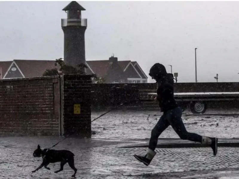 Đức sắp ra luật buộc dắt chó đi dạo hai lần trong ngày ảnh 1