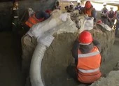 Phát hiện 200 bộ xương voi ma mút ở sân bay Mexico