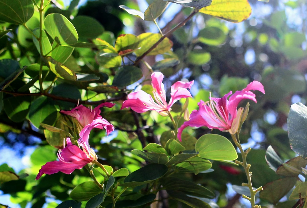 Về xứ Phan ngắm hoa ban đỏ rợp trời ảnh 1