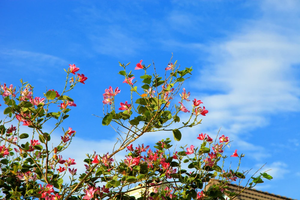 Về xứ Phan ngắm hoa ban đỏ rợp trời ảnh 2