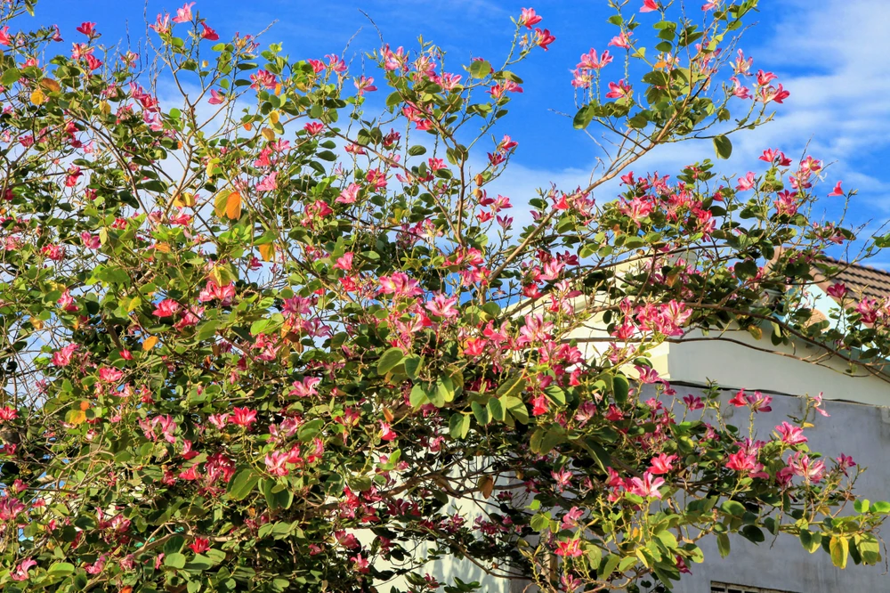 Về xứ Phan ngắm hoa ban đỏ rợp trời ảnh 4