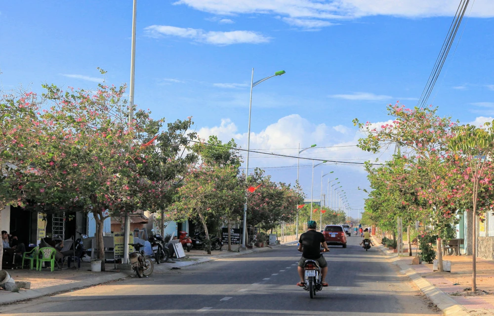 Về xứ Phan ngắm hoa ban đỏ rợp trời ảnh 3