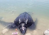 Rùa biển 300 kg mắc lưới ngư dân Lý Sơn